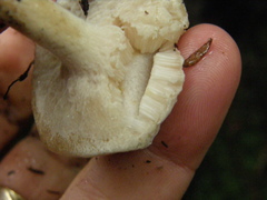 Fistulinella viscida