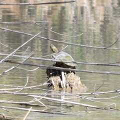 Trachemys gaigeae