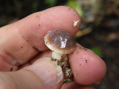 Fistulinella viscida