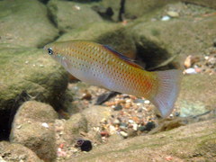 Poecilia mexicana