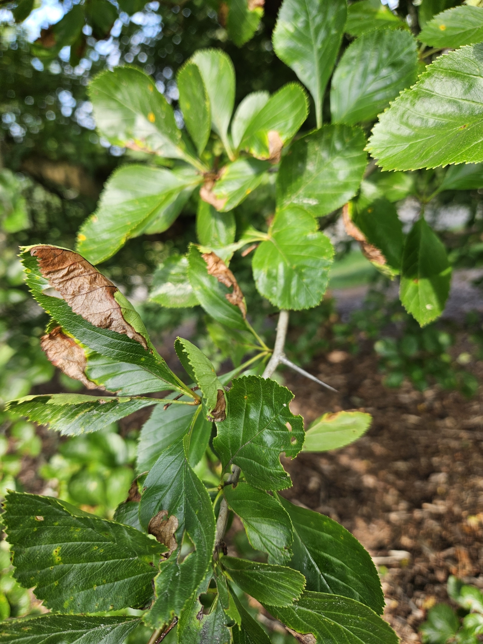 Crataegus disperma