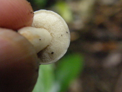 Fistulinella viscida