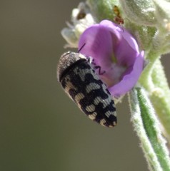 Acmaeodera bowditchi