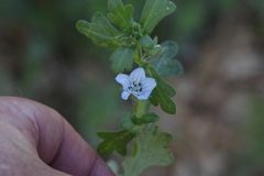 Nemophila menziesii