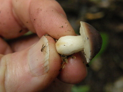 Fistulinella viscida