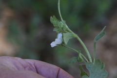 Nemophila menziesii