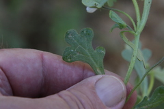 Nemophila menziesii