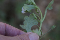 Nemophila menziesii