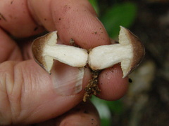 Fistulinella viscida