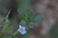 Nemophila menziesii