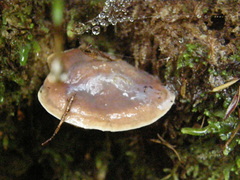 Fistulinella viscida