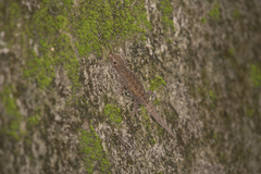 Hemidactylus stejnegeri