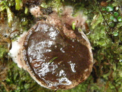 Fistulinella viscida