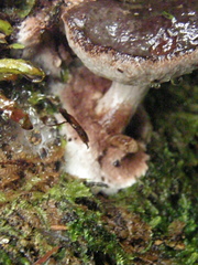 Fistulinella viscida