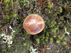 Fistulinella viscida