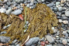 Sargassum fusiforme