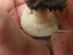 Fistulinella viscida