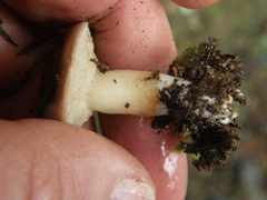 Fistulinella viscida