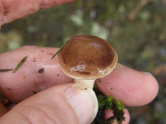 Fistulinella viscida