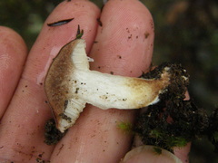 Fistulinella viscida