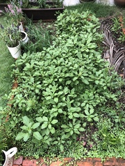 Amaranthus blitum