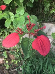 Mussaenda erythrophylla