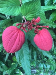 Mussaenda erythrophylla