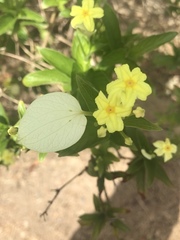 Pseudomussaenda flava