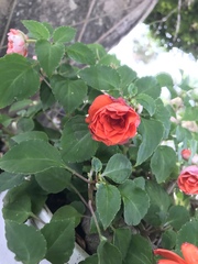 Magnoliopsida