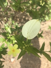 Pseudomussaenda flava