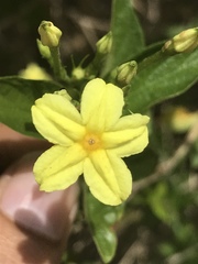 Pseudomussaenda flava