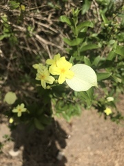 Pseudomussaenda flava