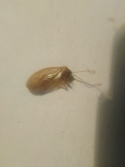 Hemerobius nitidulus