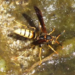 Polistes comanchus navajoe