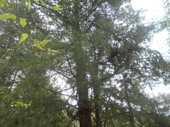 Pinus veitchii