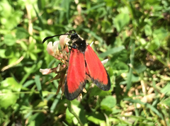 Zygaena rubicundus