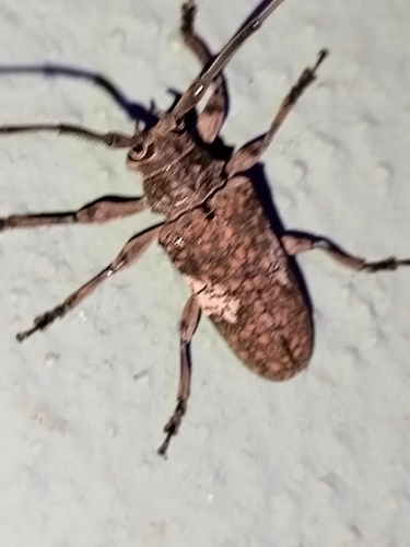 Lochmaeocles cornuticeps pacificus
