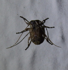 Leptostylus