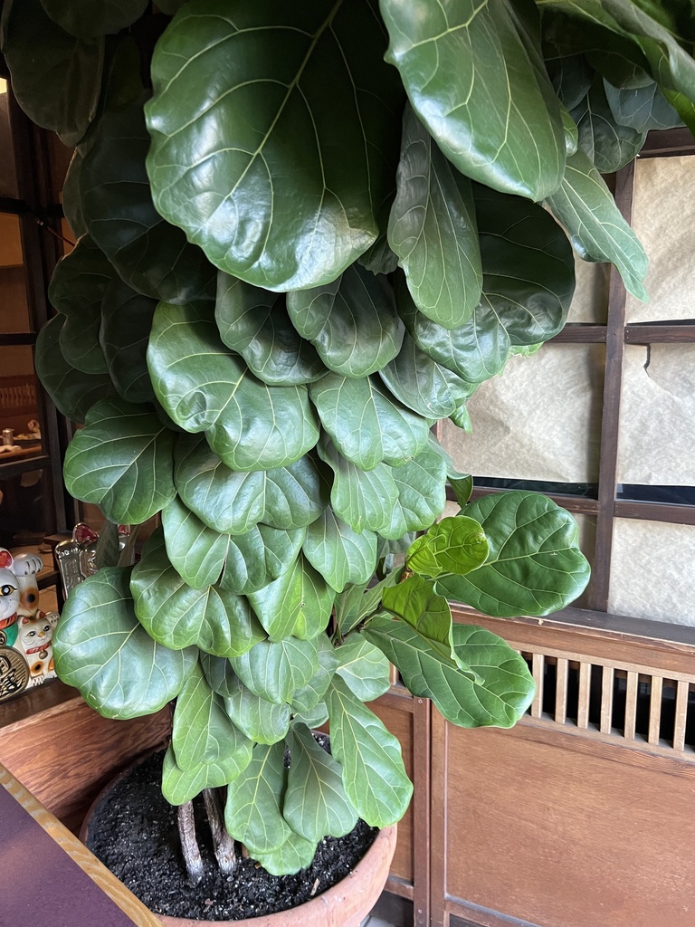 Fiddle Leaf Fig