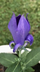 Platycodon