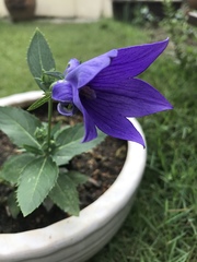 Platycodon
