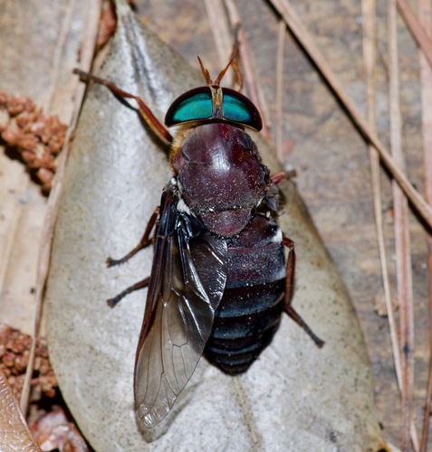 American Horse Fly photo 2