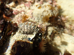 Sypharochiton sinclairi