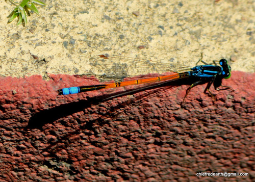 Ischnura inarmata