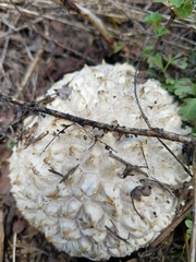 Calvatia sculpta