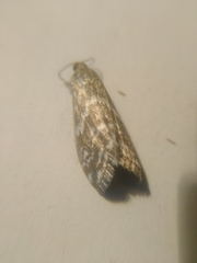 Evergestis frumentalis
