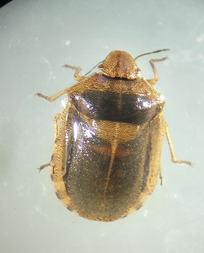 Eurygaster austriaca