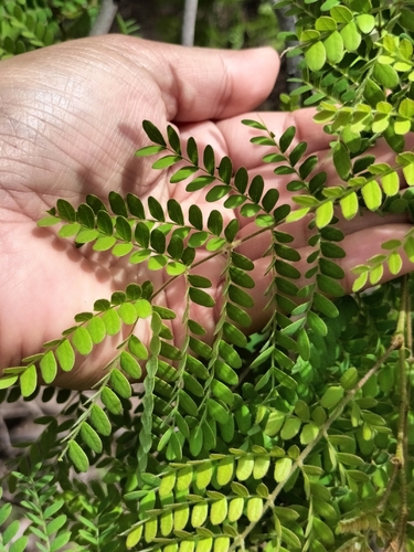 Image of Cenostigma eriostachys by no rights reserved
