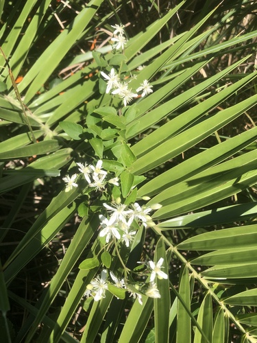 Clematis chinensis, photograph 6