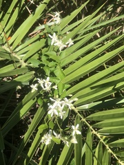 Clematis chinensis, photograph 鄭雪雲, CC BY, iNaturalist via GBIF